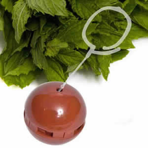 Caraselle Mint Shoe Freshener