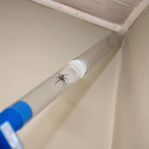 The Spider & Insect Vac with new Turbo Booster. Sucks up Bugs ALIVE at DOUBLE arm's length!