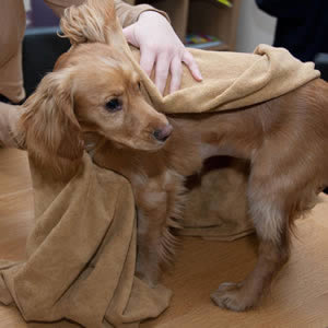 Caraselle  Micro Fibre Pet Drying Towel 72 x 149cm