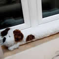 window draft excluder, draught excluder dog