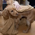 Caraselle  Micro Fibre Pet Drying Towel 72 x 149cm